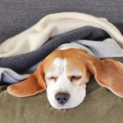 Dog Cashmere Blanket Ivory