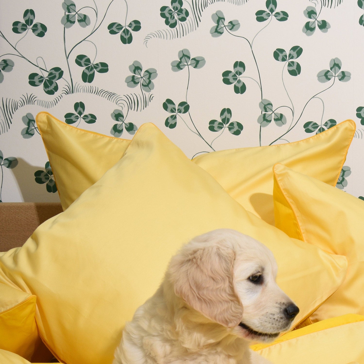 Cotton Sateen Duvet Cover Set Yellow